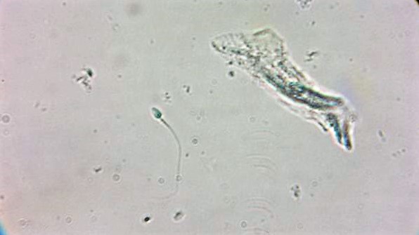 Biologia Forense