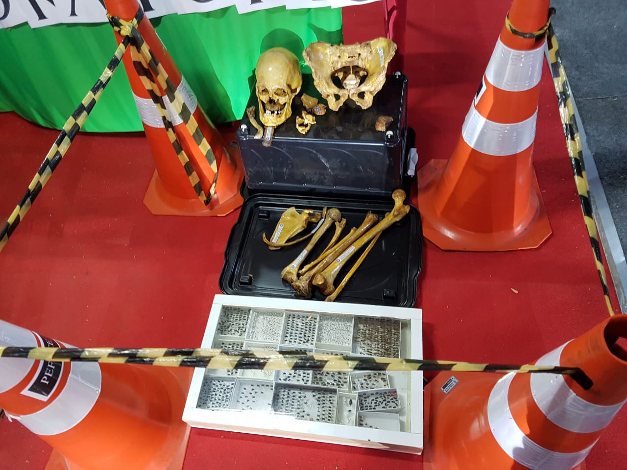 Exposição da Pefoce recebe centenas de visitantes na Expocrato e surpreende crianças