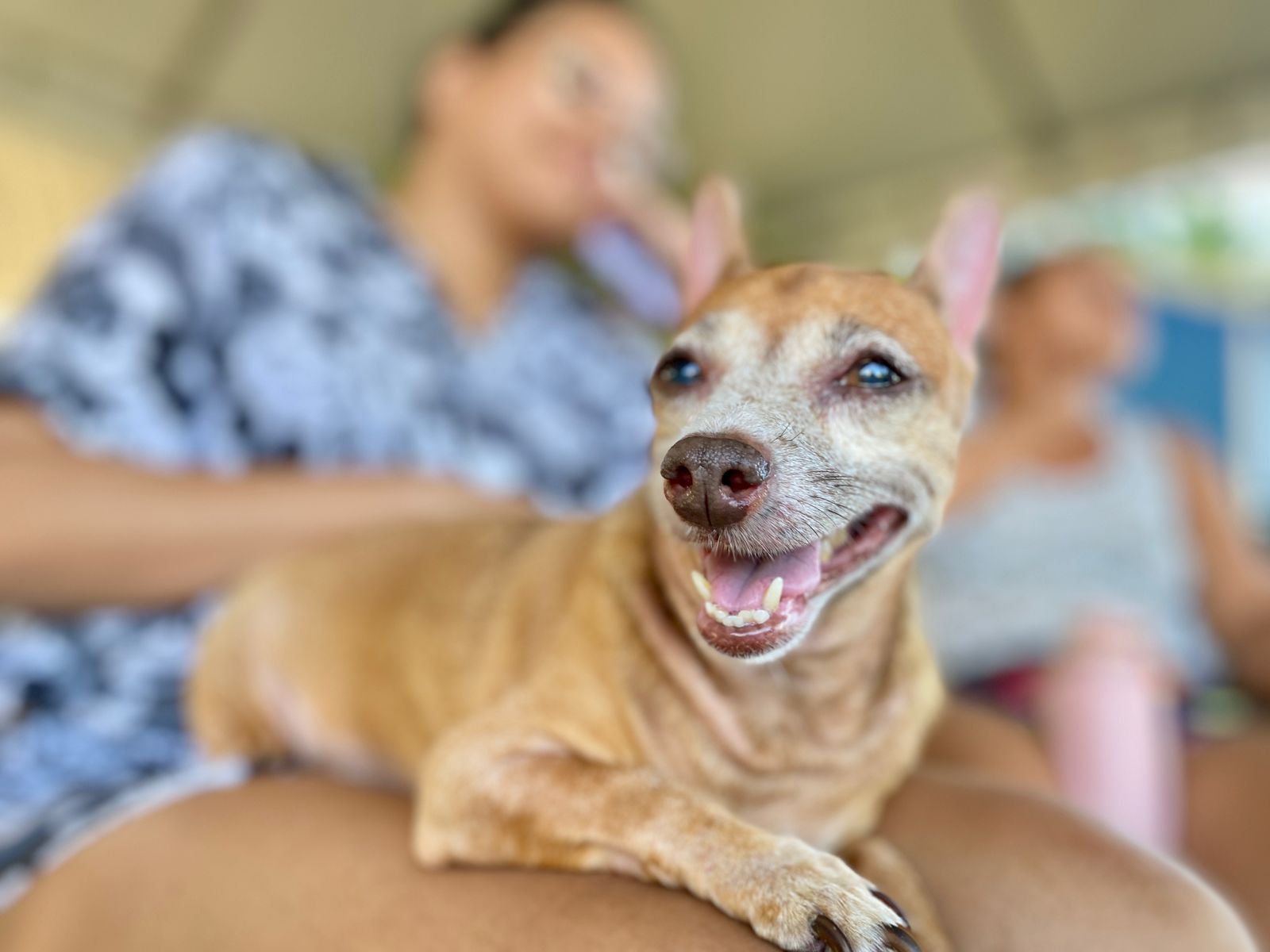 Giro Pet Ceará leva 1300 serviços veterinários para a região do Sertão dos Inhamuns