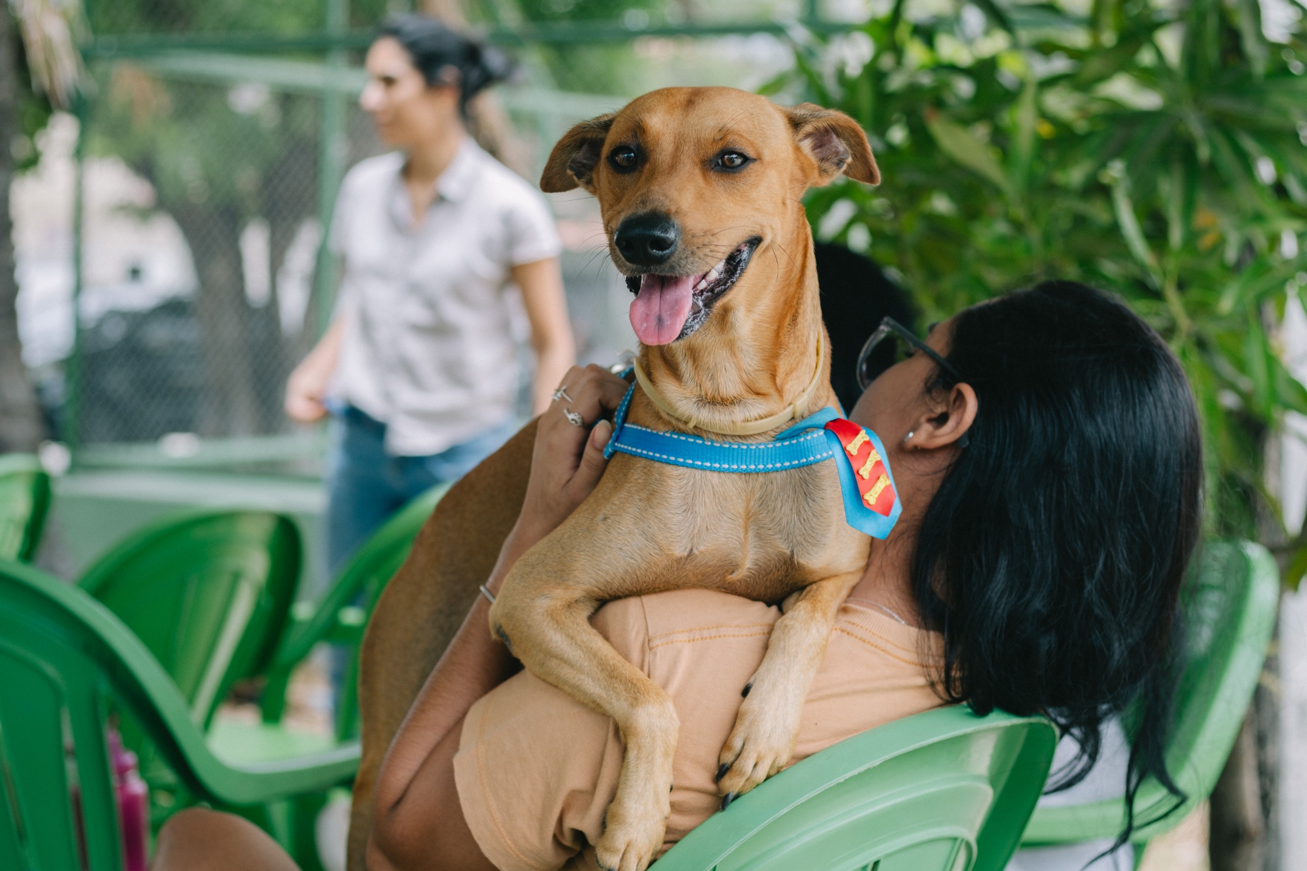 Secretaria da Proteção Animal do Ceará distribui coleiras antiparasitárias para animais de Sobral e Granja