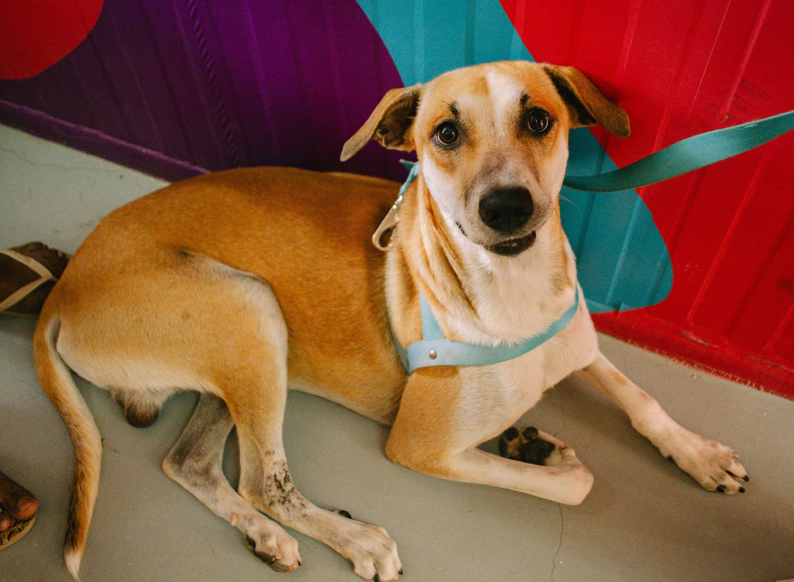 Giro Pet Ceará leva atendimento veterinário para Pindoretama