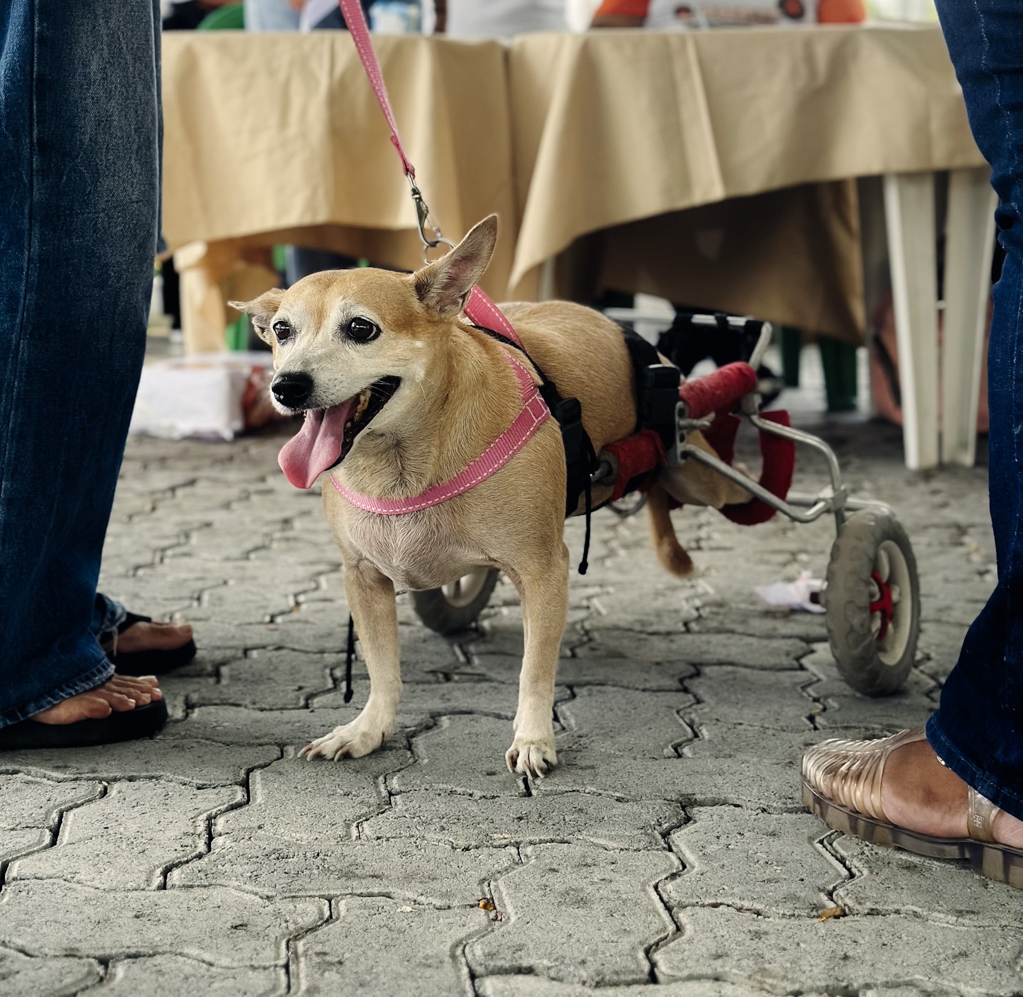 Mês de Prevenção à Crueldade Animal tem encerramento com ação da Sepa no Vila Social Canindezinho
