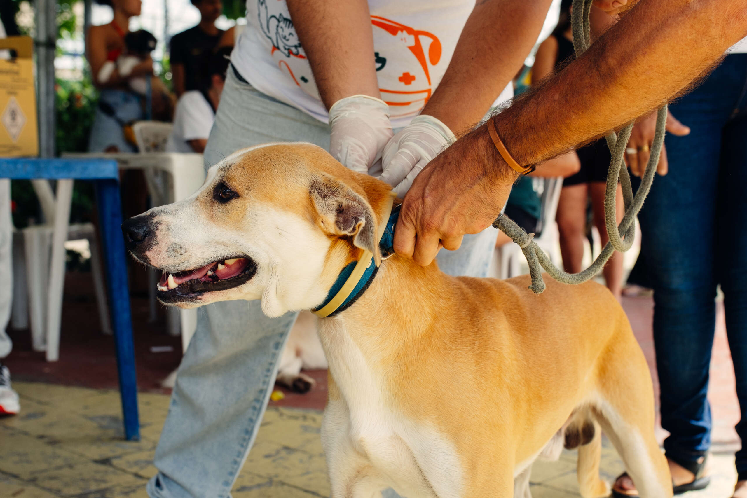 Giro Pet Ceará atende mais de 9 mil animais em junho em diversas regiões do Estado