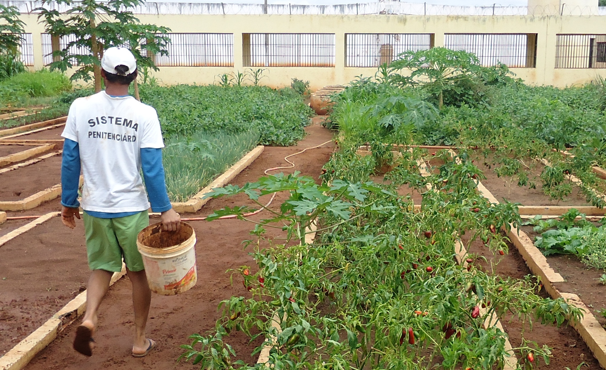Penitenciária do Cariri incentiva a sustentabilidade através de horta