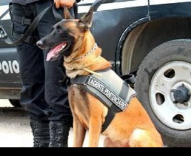 Sistema Prisional do Ceará lamenta a perda de Sansão