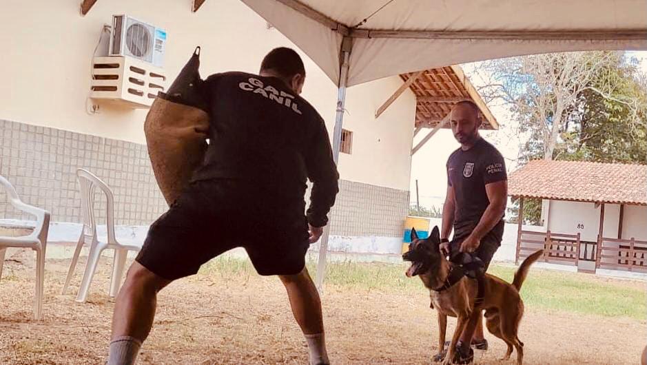 Policiais Penais do Núcleo de Operações com Cães participam de seminário de figuração K9 para cães de proteção