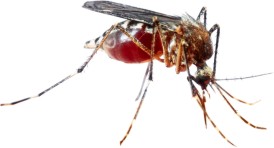 Dengue