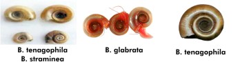 Esquistossomose Mansônica