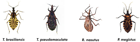 Doença de Chagas