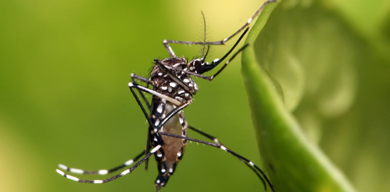 Secretaria da Saúde reforça controle da dengue na região de Iguatu