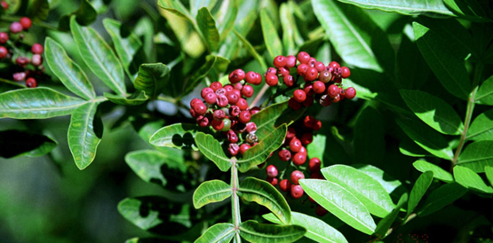 Jornada debate o valor das plantas medicinais