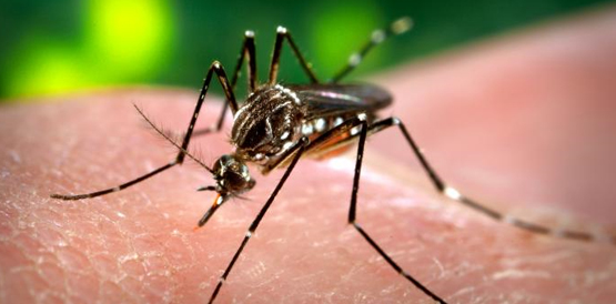Dengue: Sesa reúne municípios para intensificar ações antes das chuvas