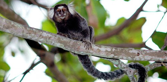 Morre menino que foi mordido por soim, animal que deve viver na mata