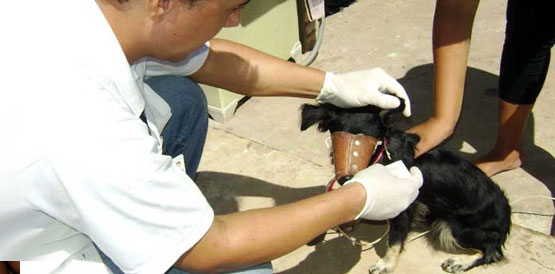 Ceará vai diagnosticar calazar em cães em 15 minutos