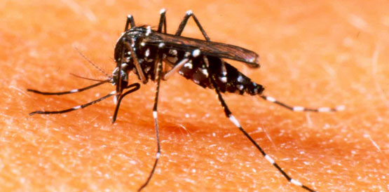 Igrejas se unem em mutirão contra a dengue na capital dia 7