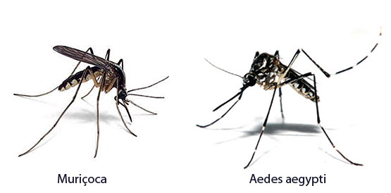 Conheça as diferenças: muriçoca tira sono, mosquito da dengue pode matar