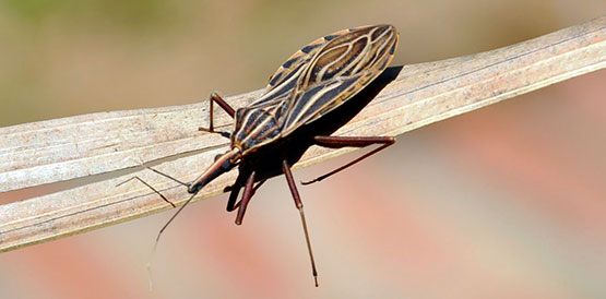 Médicos são atualizados no tratamento da Doença de Chagas