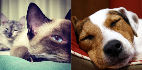 Donos de cães e gatos ainda podem vacinar contra a raiva