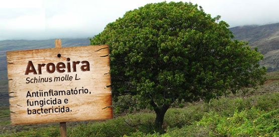 Sesa distribui mudas no Dia da Planta Medicinal