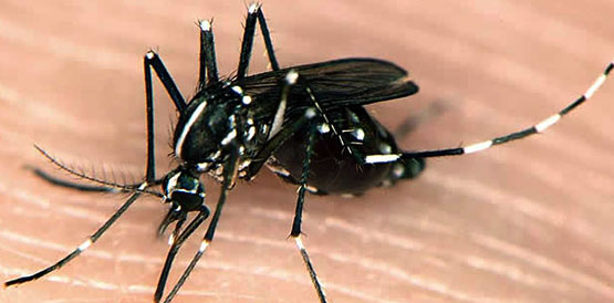 Nota técnica alerta sobre febre chikungunya e confirma caso importado