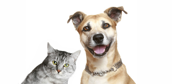 Campanha quer vacinar mais de 1,7 milhão de cães e gatos no Ceará