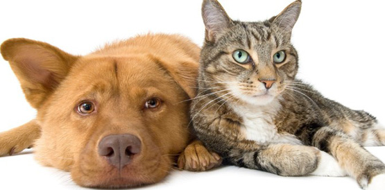 Cães e gatos: campanha de vacinação contra raiva vai até 29 de dezembro