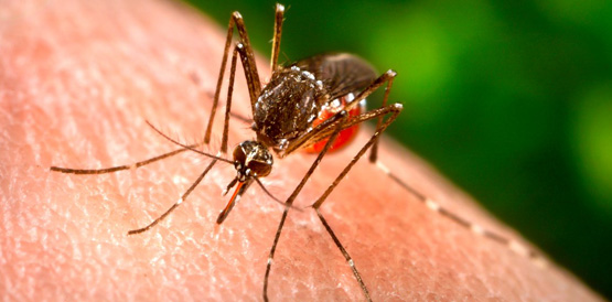 Sesa apresenta plano de contingência para controlar chikungunya