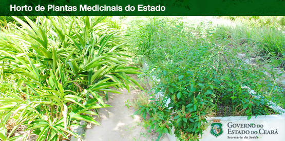 Ceará terá mais seis hortos de plantas medicinais