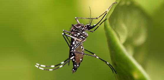 Com chuvas, população deve aumentar cuidados com a dengue