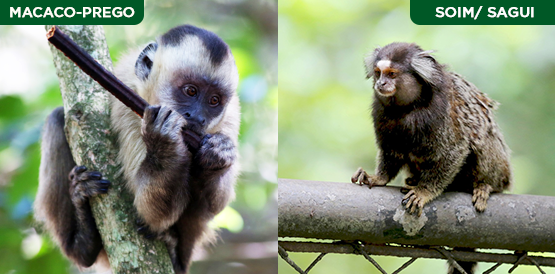 Pesquisadores encontram vírus zika em soins e macacos-prego