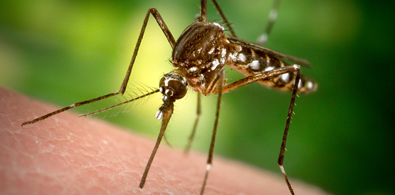 Diminui número de municípios com alta infestação pelo Aedes aegypti