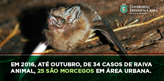 Prevenção é a melhor maneira de evitar raiva humana
