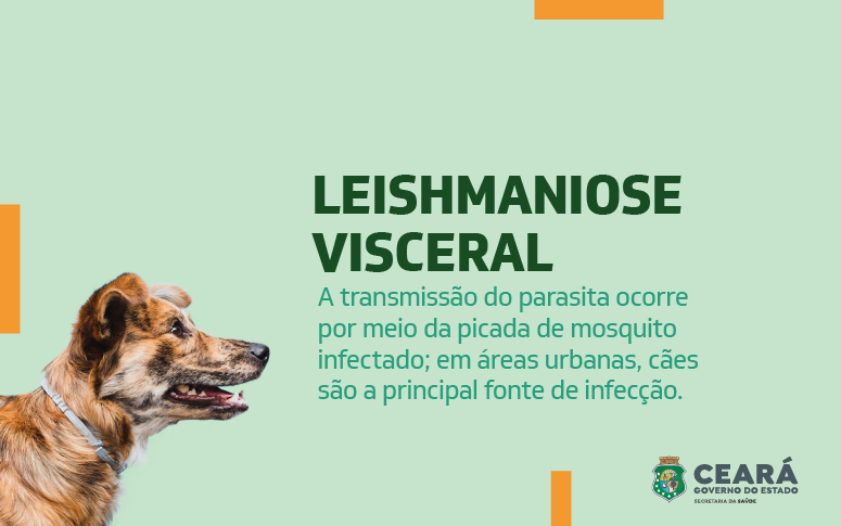 De elevada magnitude, leishmaniose visceral, conhecida como calazar, tem tratamento e pode ser prevenida
