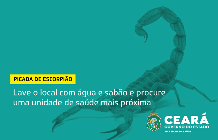 Clima quente e chuvoso favorece aparecimento de escorpiões; Sesa orienta como prevenir e o que fazer em caso de acidentes