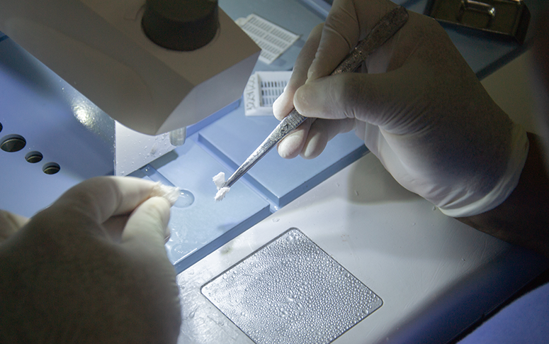Laboratório de Anatomia Patológica do HGCC acelera diagnósticos e indica tratamento mais adequado a pacientes