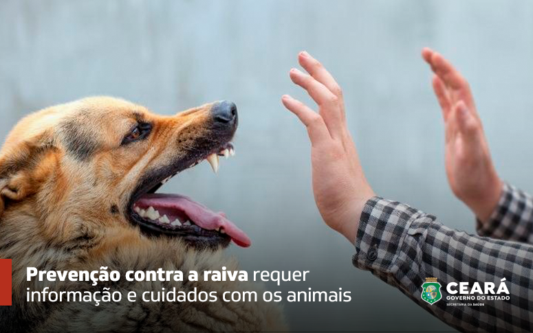 Raiva: saiba mais sobre a doença, quais os sintomas e como prevenir