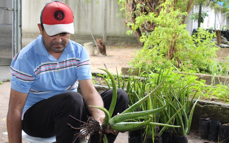 Dia da Planta Medicinal: Horto da Saúde do Ceará oferece apoio à implantação de Farmácias Vivas nos municípios