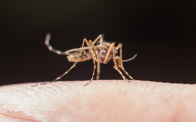 Arboviroses: combate ao Aedes aegypti deve ser reforçado no período chuvoso