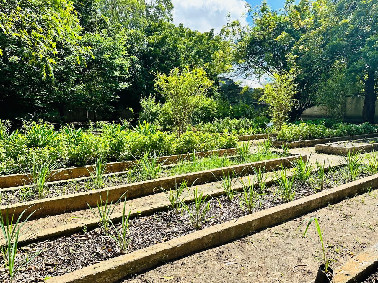 Edital seleciona agentes indígenas para projeto de Farmácias Vivas no SUS; inscrições encerram-se neste domingo (20)