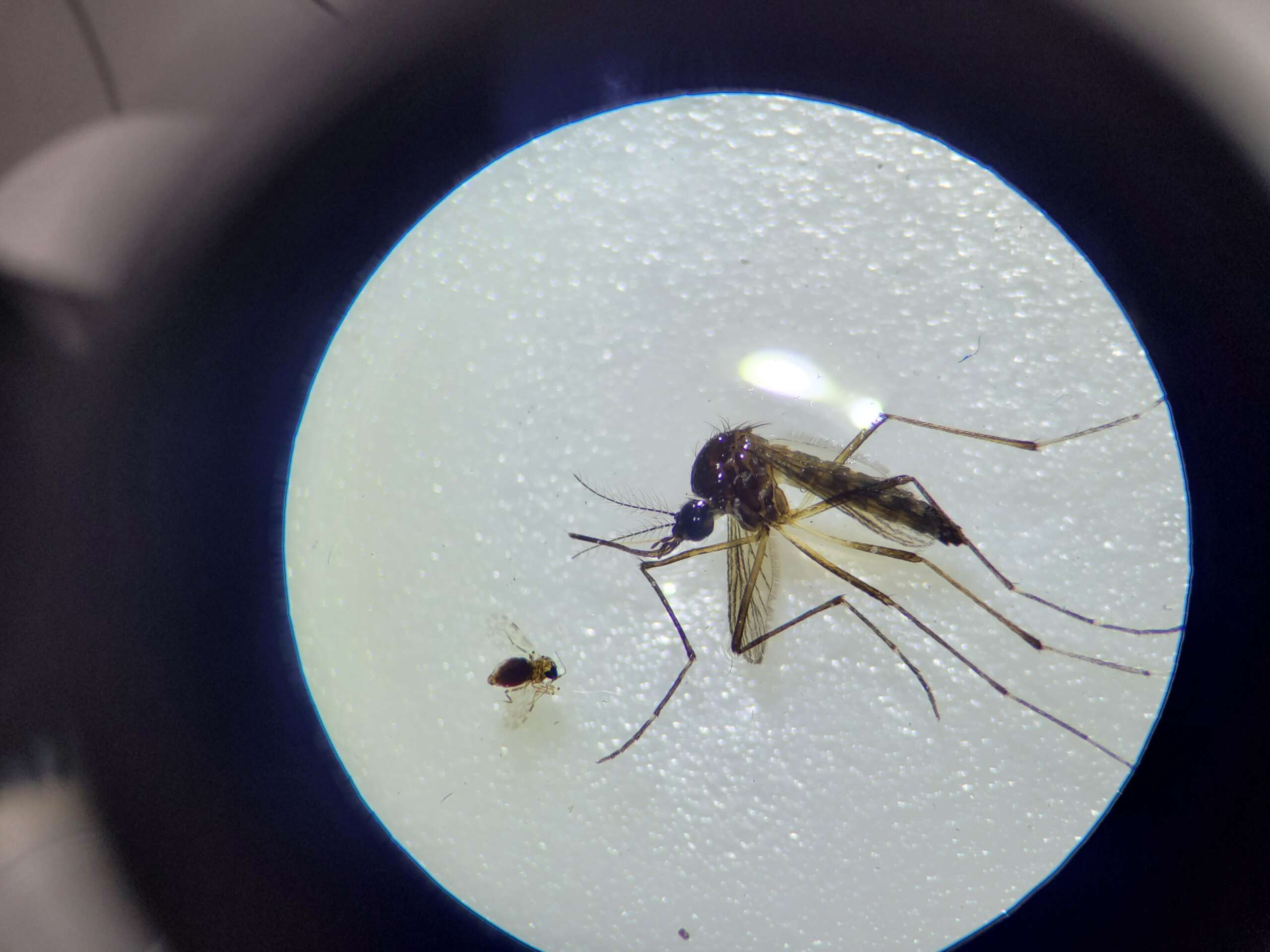 Saúde do Ceará reforça prevenção contra a febre do Oropouche no estado