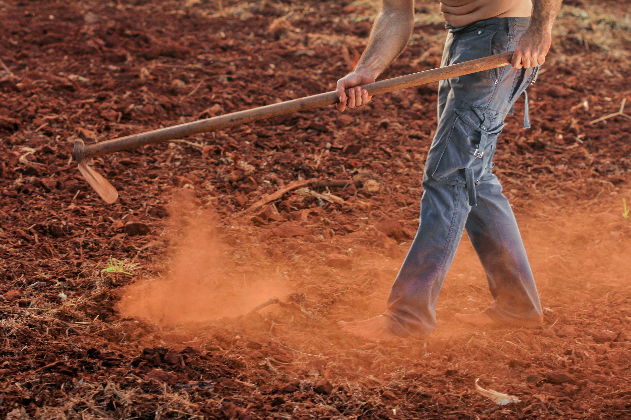 Conheça a coccidioidomicose, doença associada à caça ao tatu; prática é crime ambiental