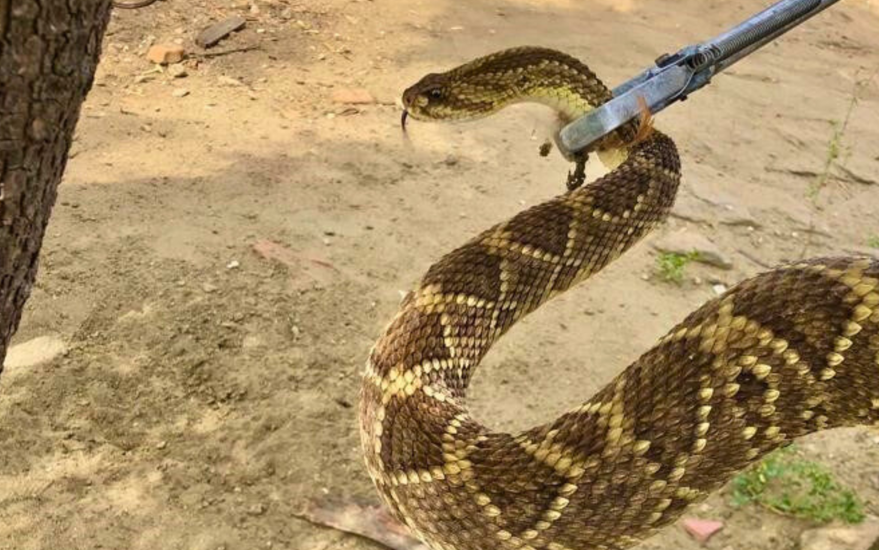 Acidentes com cobras: informação é a melhor forma de prevenir