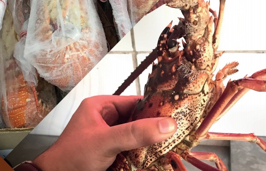 Ceará é líder no País na exportação de pescados