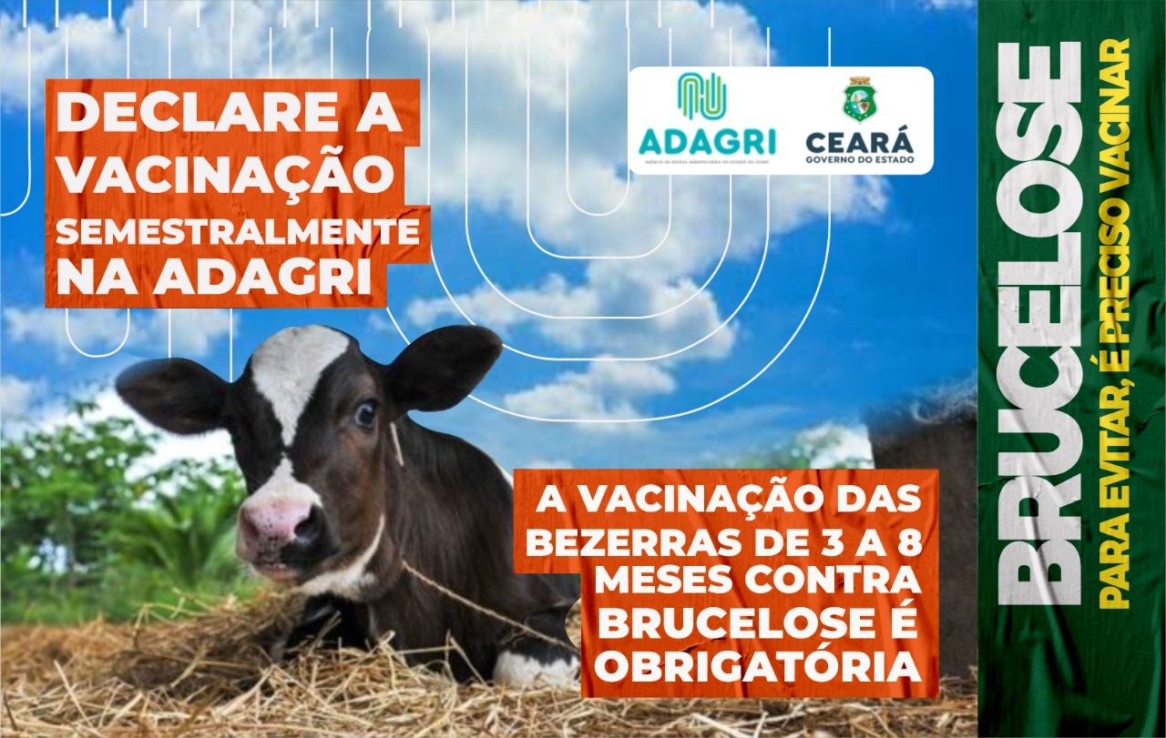 Emissão da GTA para trânsito de bovinos ou bubalinos fica condicionada à vacinação das bezerras contra Brucelose a partir do dia 11 de novembro