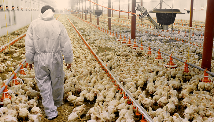 Comunicado: Médicos Veterinários responsáveis técnicos de granjas avícolas devem preencher formulário de biosseguridade