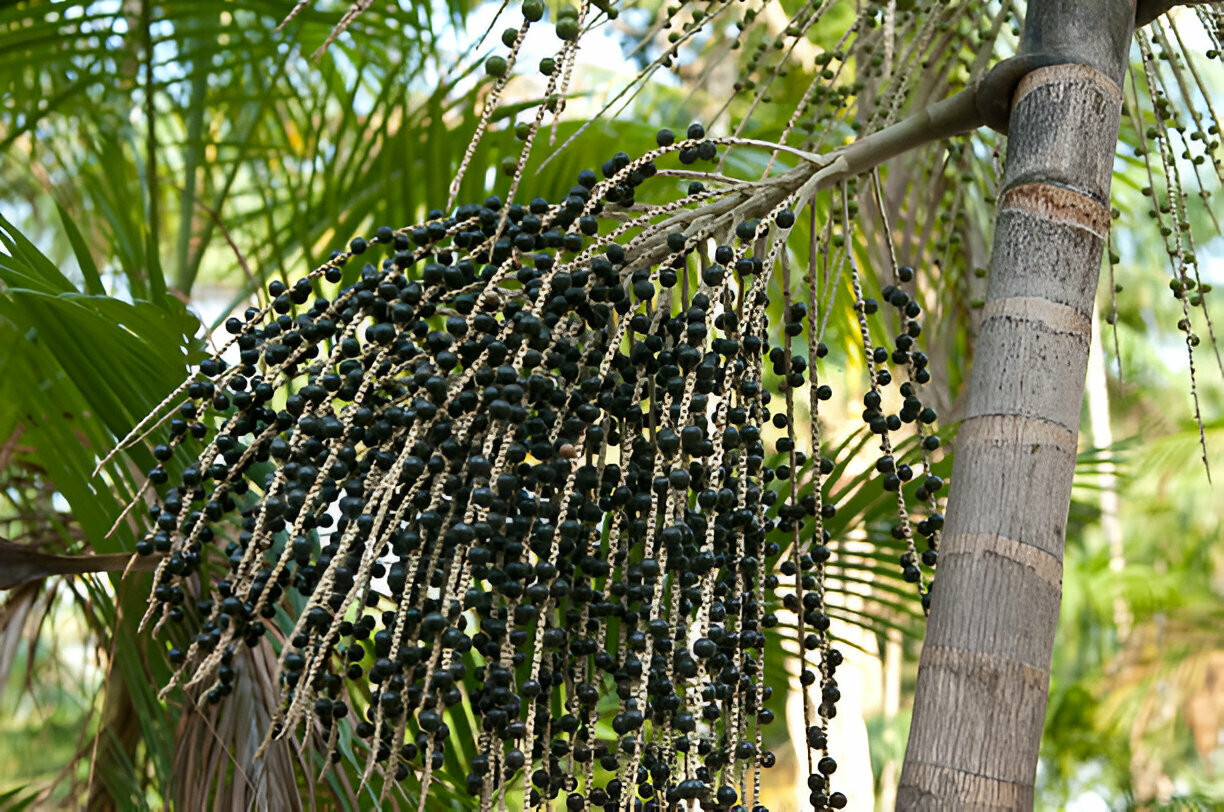 Governo do Ceará incentiva atração de empreendimentos do ramo de produção de açaí no estado