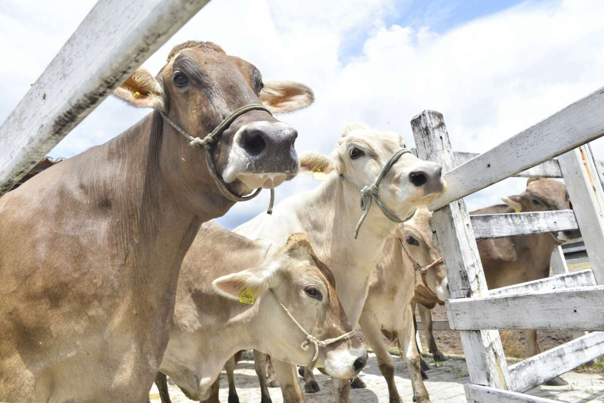 Ceará deve receber em maio o status de Livre de Febre Aftosa sem Vacinação por parte da OMSA
