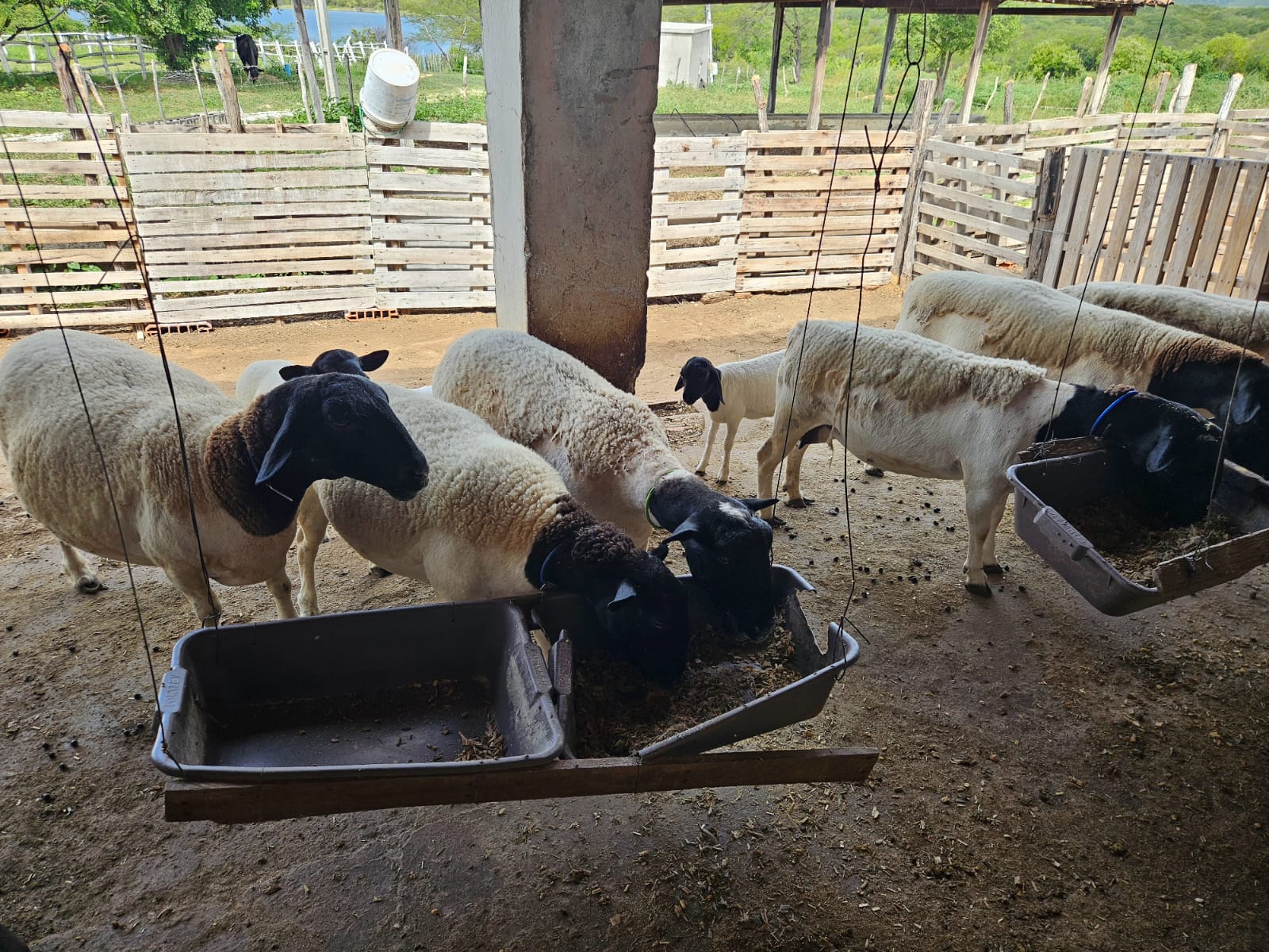 SDE realiza visitas no interior do estado para elaborar projeto de abatedouro especializado em mercado islâmico no Ceará