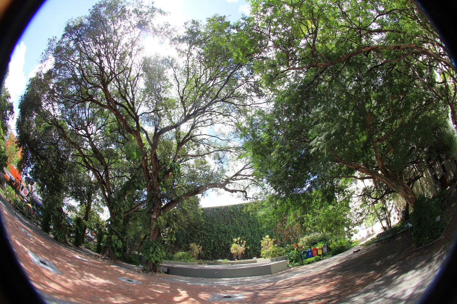 Dia 28 é dia de Domingueira no Theatro José de Alencar
