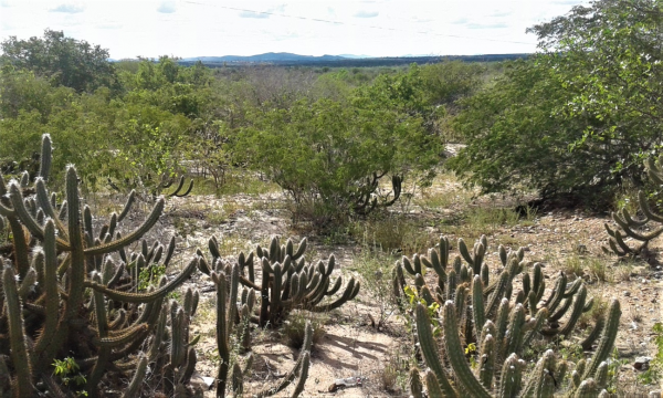 Biomas Culturais e o Desenvolvimento Sustentável na agenda do Cariri
